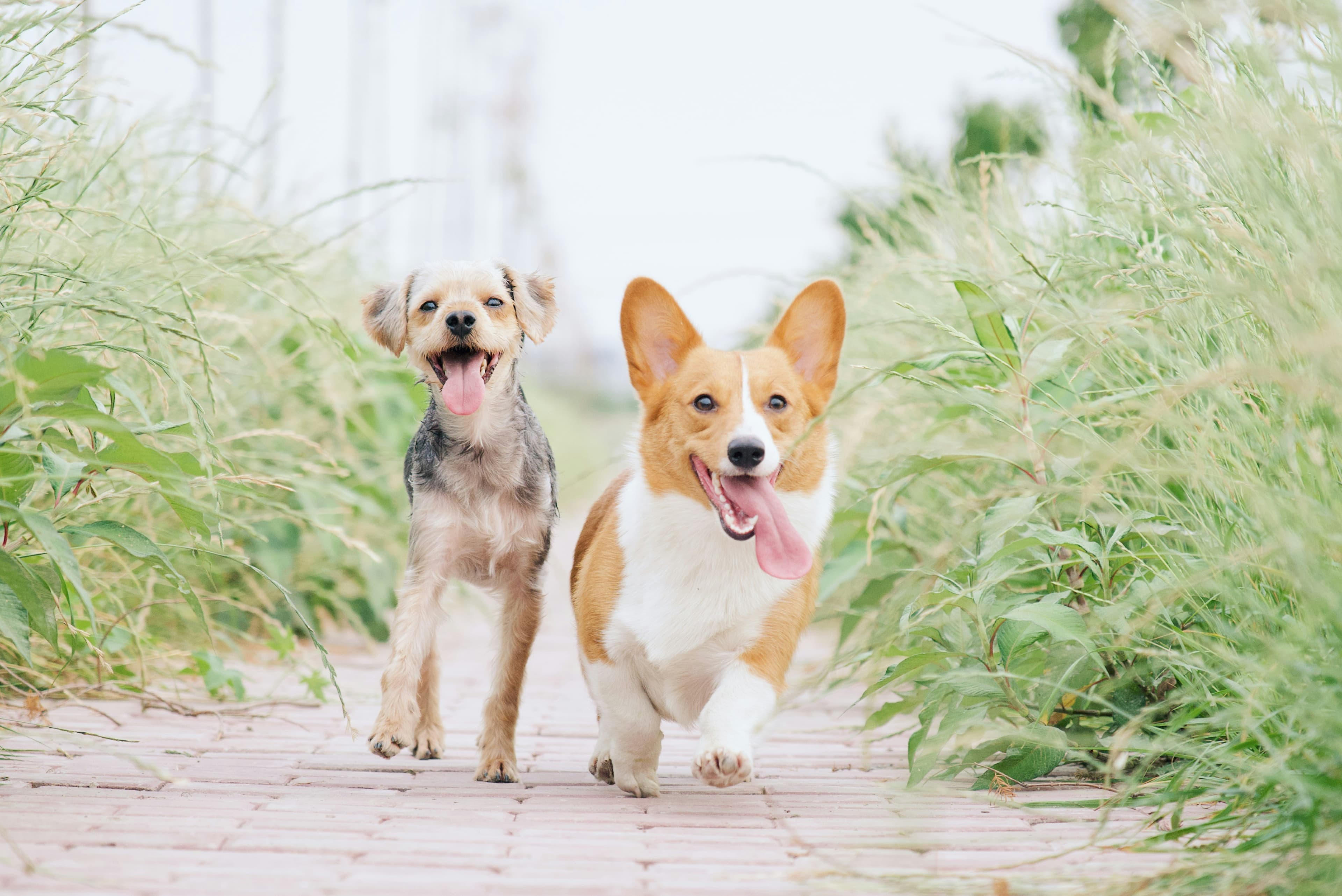 Two dogs running through tall grass